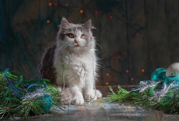 Fiestas y celebraciones con mascotas. Mascota en la habitación con árbol de Navidad