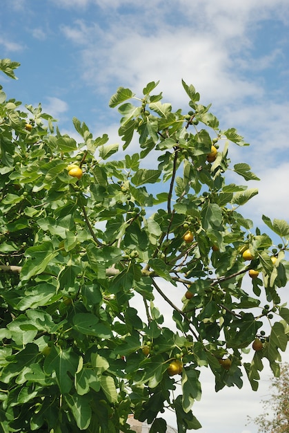 Fig en un jardín francés