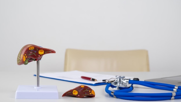 Fígado de maquete na mesa de trabalho do médico