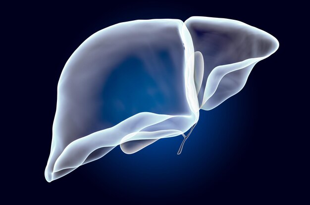 Fígado humano com renderização 3D do holograma do raio X da vesícula biliar