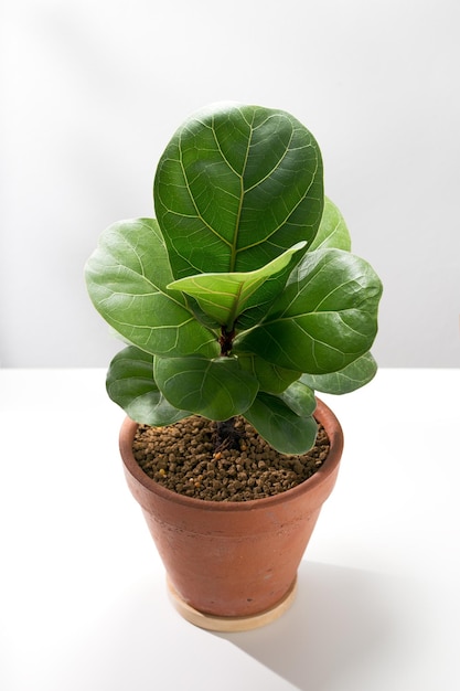 Figo de folha de violino ou Ficus lyrata warb