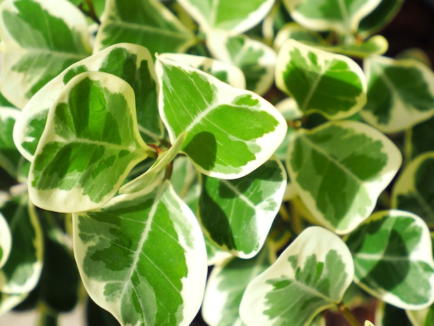 Figo de visco ou planta de borracha de visco O nome científico é Ficus deltoidea Variegado