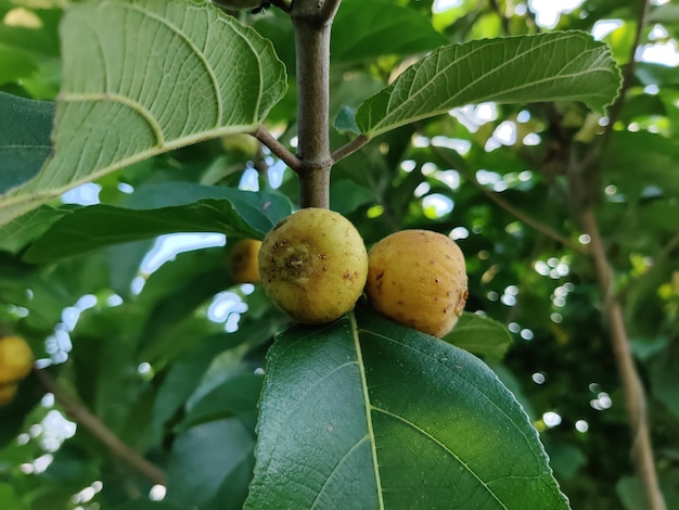 Figo é uma árvore. A fruta é comumente consumida. O fruto, as folhas e a raiz são usados para fazer remédios.