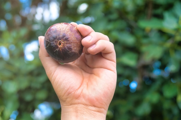 Figos frescos à disposição com fundo da natureza