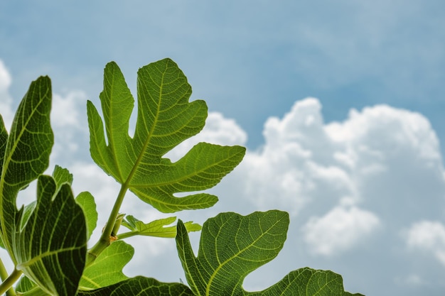 Figos frescos na planta com fundo verde