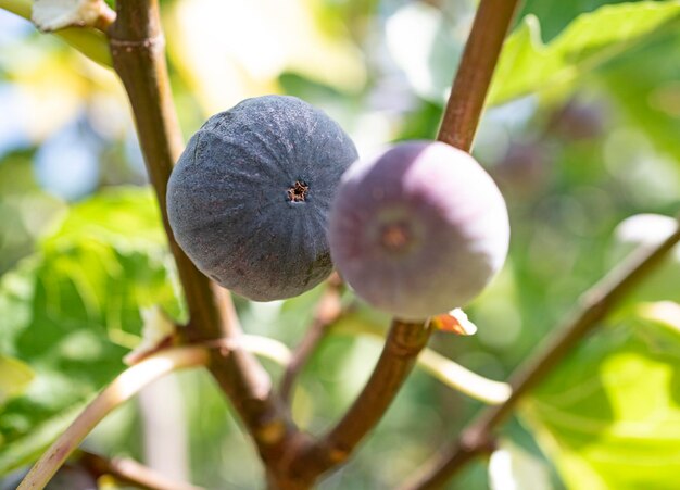 figos roxos em um ramo em um jardim no verão