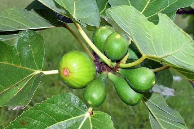 Figos verdes em um ramo de figo Ficus carica