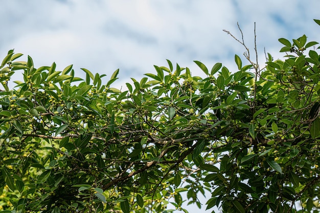 Figueira Angiosperma