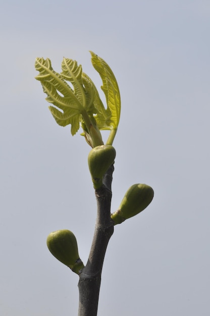 figueira na primavera