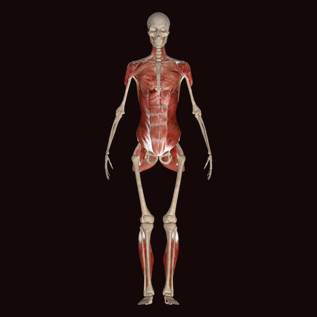 Foto una figura humana con una espalda baja y dolor de espalda baja