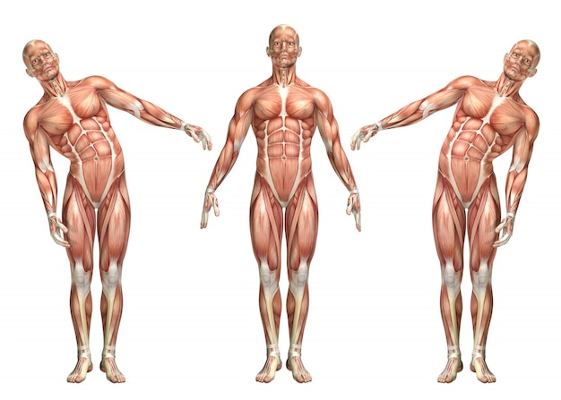 Figura médica 3D que muestra el tronco doblado lateral.