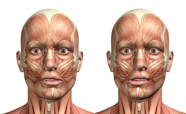 Figura médica masculina 3d que muestra desviación lateral mandibular.