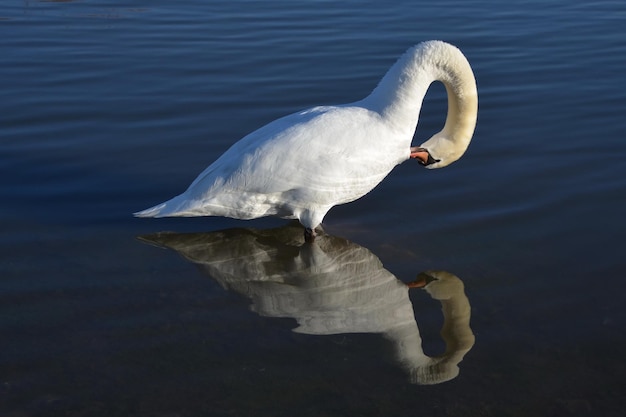 Figura de reflejo de cisne en el agua