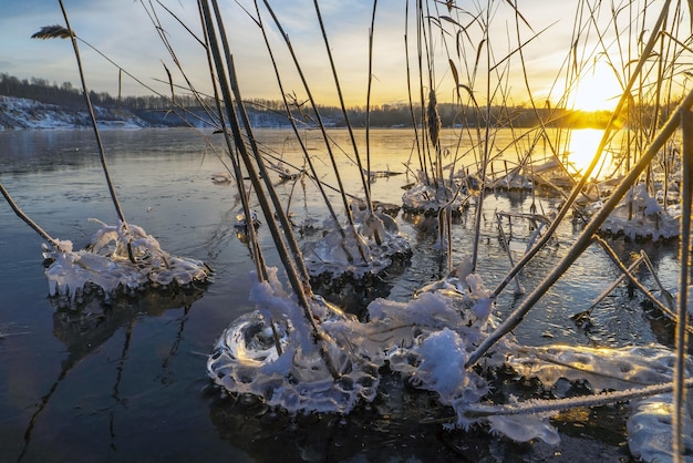 Figuras de hielo de agua en los arbustos de caña en la orilla del embalse