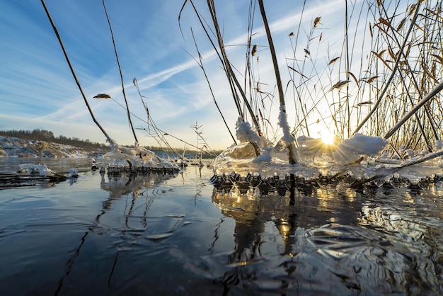 Figuras de hielo de agua en los arbustos de caña en la orilla del embalse