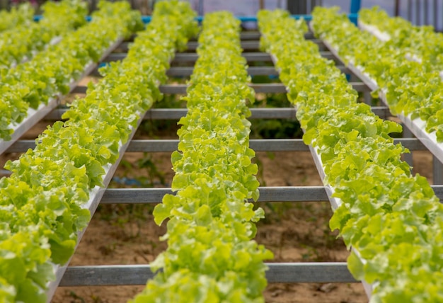 Foto fila de la agricultura de granja orgánica de lechuga de hoja verde para ensaladas alimentos