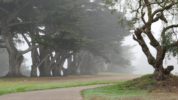 Fila de árboles del bosque misterioso brumoso en el corredor del túnel de niebla lluviosa de california