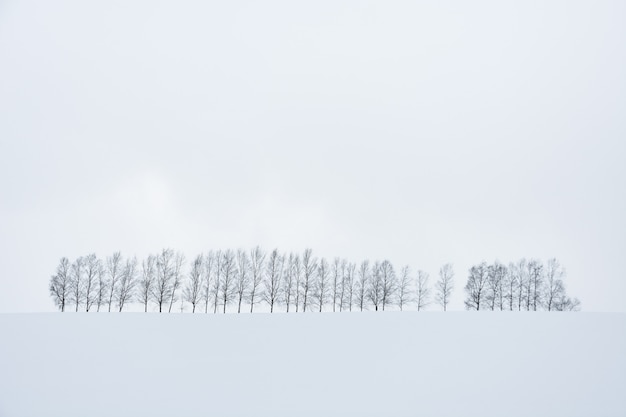 Fila de árboles en la colina cubierta de nieve durante las nevadas en día de invierno