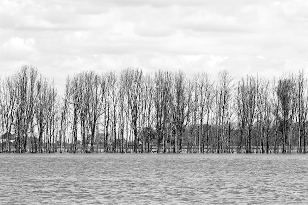 Foto una fila de árboles en un paisaje inundado