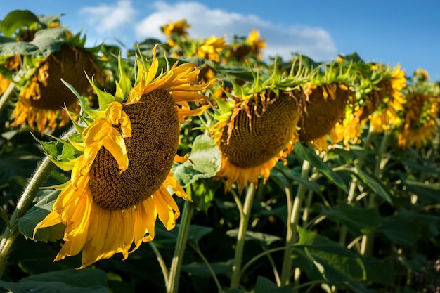 Fila de cabezas de girasol en el campo