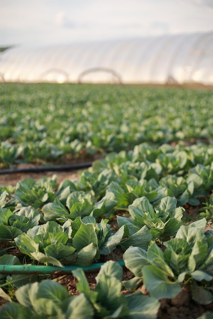 La fila de cabezas de repollo verde crece en el campo plantado a principios de la primavera