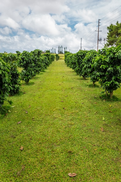 Fila de cafetos en la plantación de café en la isla de oahu