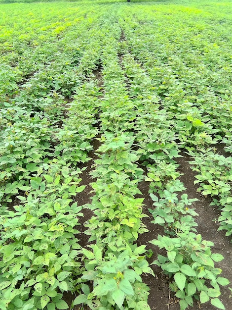 Fila de campo de algodón verde en la granja