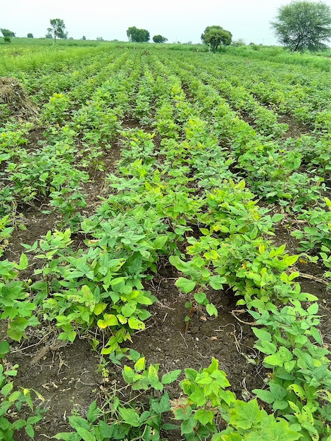 Fila de campo de algodón verde en la granja