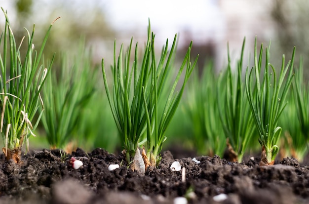 Una fila de cebollas verdes que crecen en un jardín.