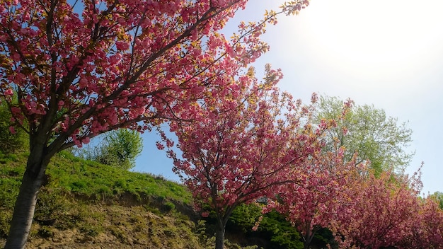 Fila de cerezos japoneses que crecen en un parque o jardín cerezos en flor en un soleado spri