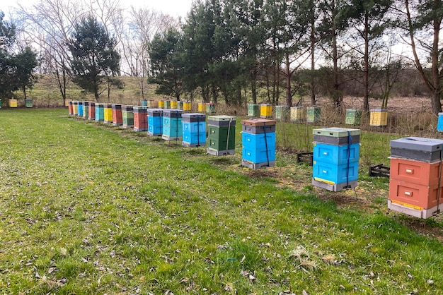 Una fila de colmenas coloridas en una granja de colmenas Muchas colmenas para recolectar néctar por extracción de miel natural de abejas en el pueblo