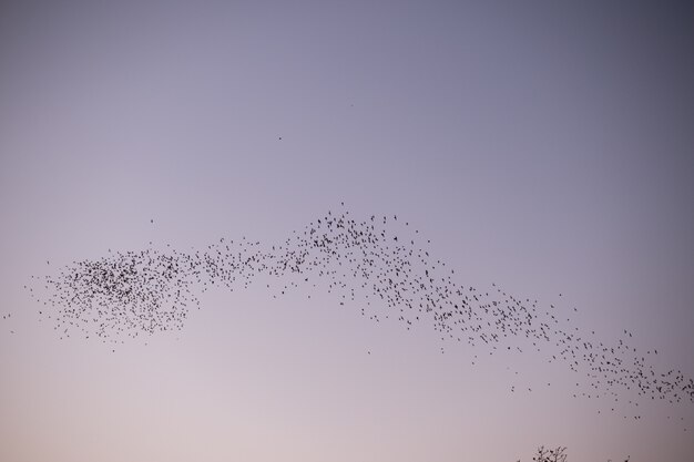 Fila de colonia de murciélagos voladores con fondo de cielo al atardecer