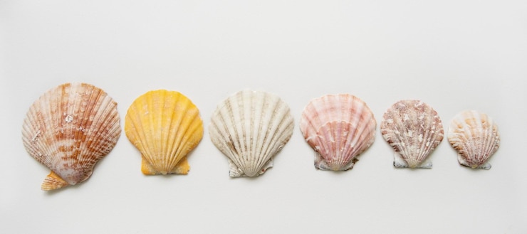 Foto fila de conchas marinas multicolores naturales aisladas en un patrón de fondo blanco