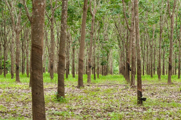 Fila da plantação de borracha no sul da Tailândia seringueiras