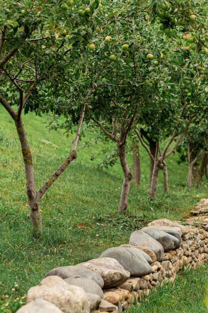 Fila de macieiras jovens em uma cerca de pedra no jardim