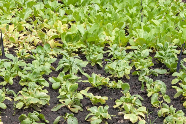 Fila de salada de alface na horta