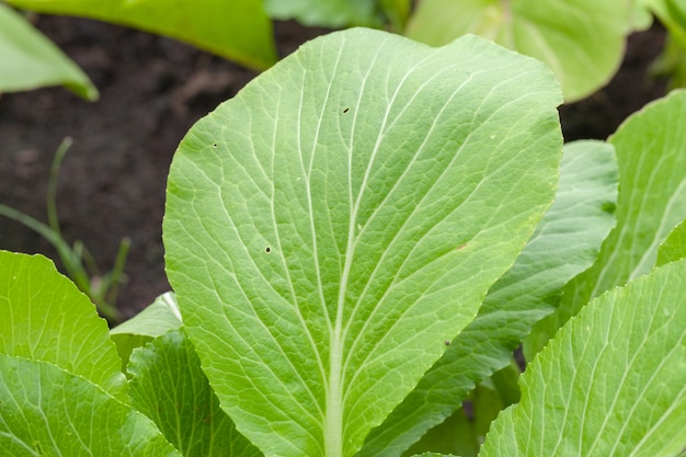 Fila de salada de alface na horta