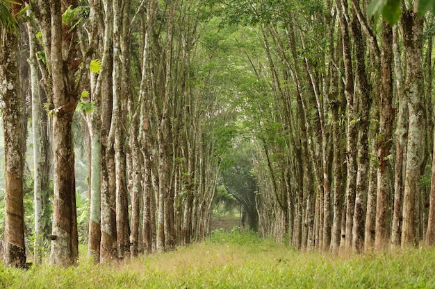 Fila de seringueira na plantação Extração de borracha