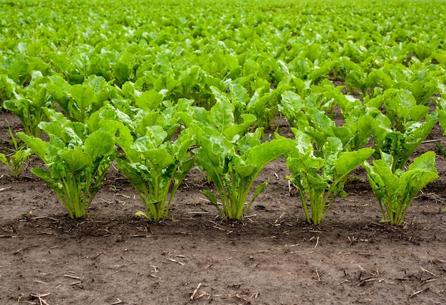 Fila de la encuesta de campo de hojas de remolacha azucarera en primavera