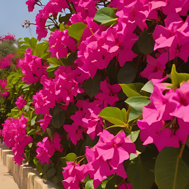 una fila de flores con la palabra bougain en la parte inferior