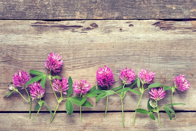 Fila de flores de trébol sobre fondo de madera