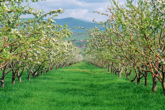 Fila de hermosas flores de manzanos y árboles frutales decorativos