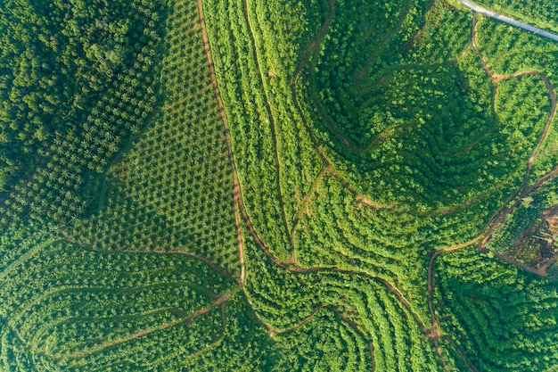 Fila del jardín de la plantación de palmeras en alta montaña en phang nga tailandia