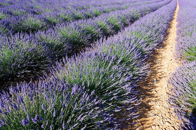 fila de lavanda