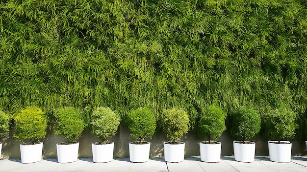 Foto una fila de macetas de flores blancas con plantas en una valla de madera