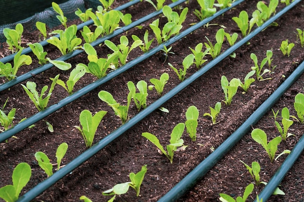 Fila de muchas verduras jóvenes de lechuga cos con sistema de riego por goteo en parcela de vivero orgánico