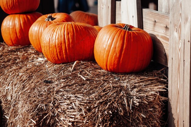 Fila otoñal de grandes calabazas naranjas sobre fardos de heno en la víspera de todos los Santos en octubre Calabazas de otoño para la preparación de Halloween y el día de acción de gracias en el mercado de la ciudad