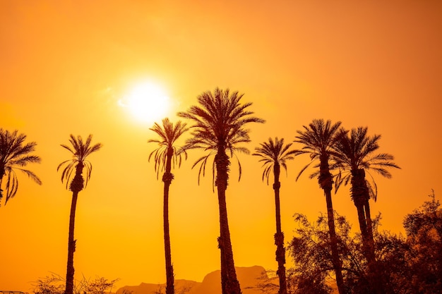 Fila de palmeras tropicales contra un cielo al atardecer Silueta de palmeras altas