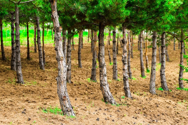 Una fila de pinos en un campo