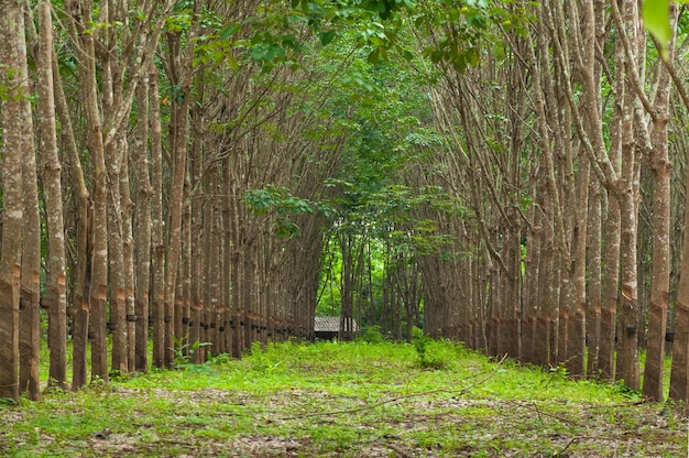 Fila de plantaciones de caucho para en el sur de árboles de caucho de Tailandia